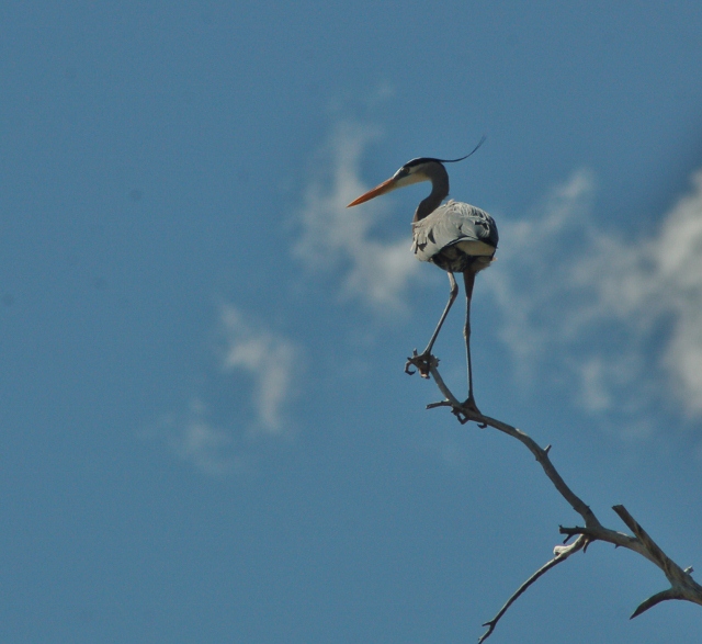 Great blue herons at CF Rec Site